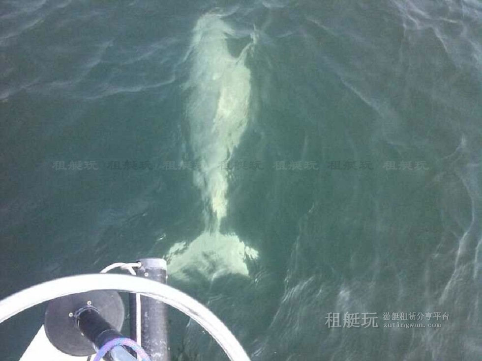廈門 五緣灣帆船港 小帆船 出海體驗 廈門 五緣灣帆船港 小帆船 出海體驗